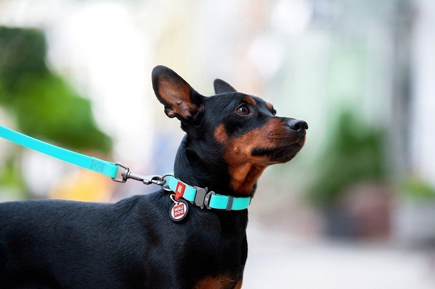Waudog Waterproof Leash