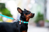 Waudog Waterproof Leash