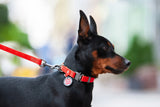 Dog with Waudog Waterproof red Collar
