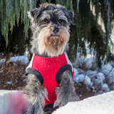 Amiplay Denver jacket - Red and Gray