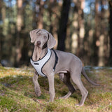 Amiplay Scout Harness – Grey Denver