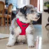 Amiplay Scout Harness – Red Denver