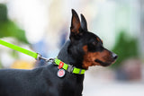 Dog with Waudog Waterproof Green Collar