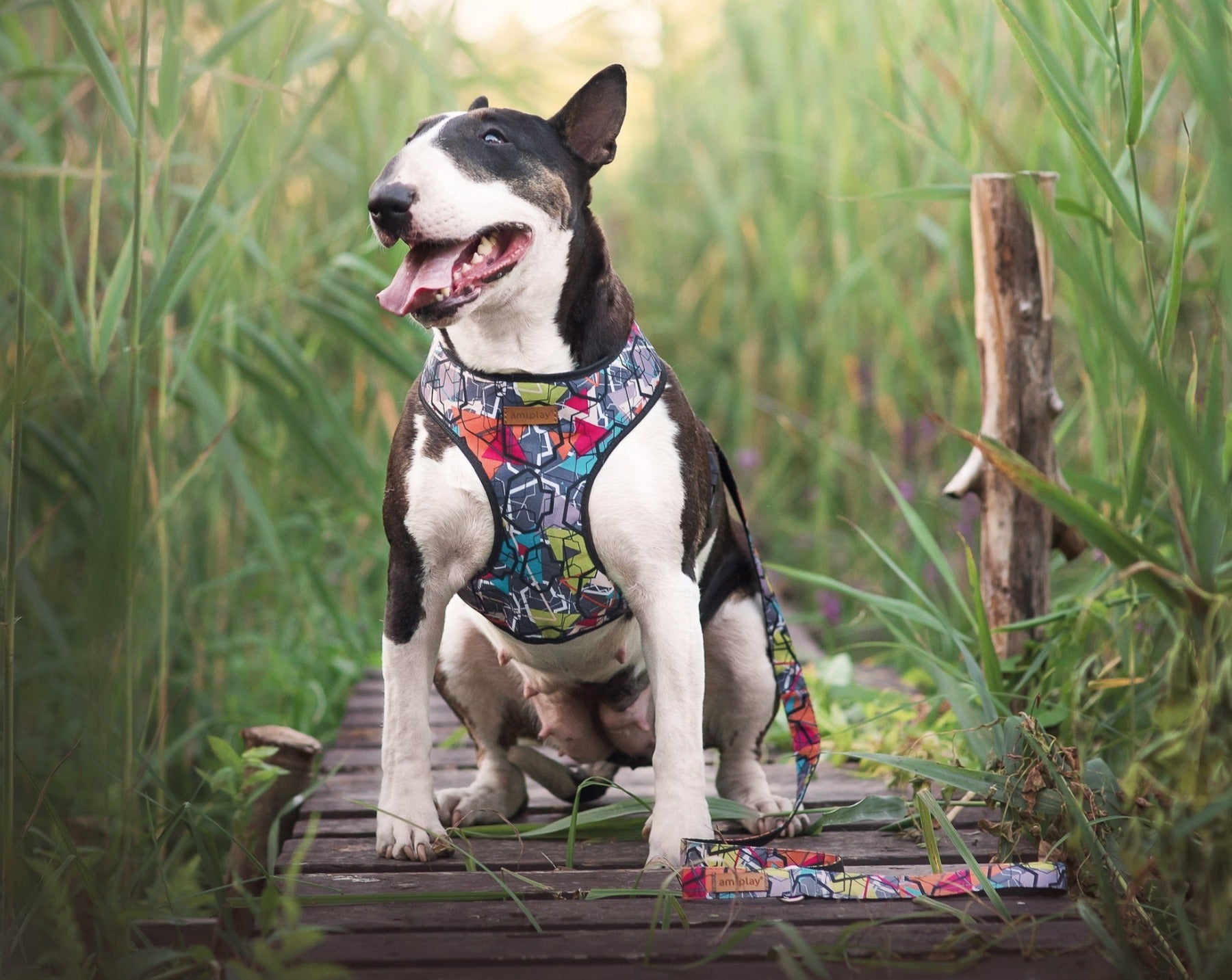 Amiplay Harness Scout – Abstraction Adventure
